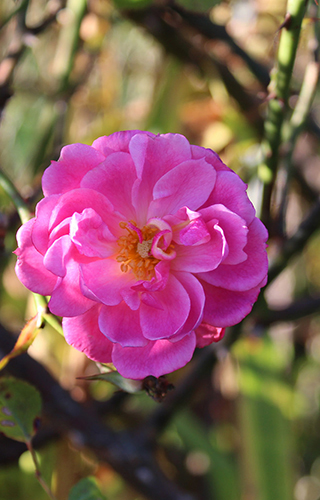 jardins du cot fleur