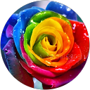 Sophie P. profile picture